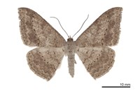 藏品(雙斑鈎尺蛾)的圖片